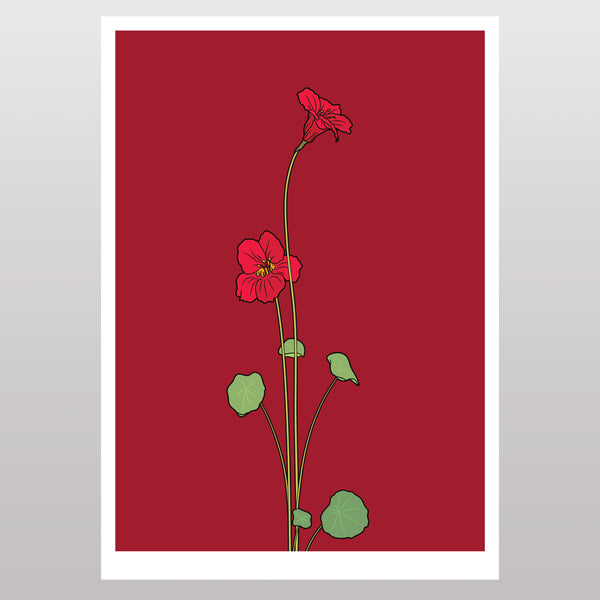 Nasturtium