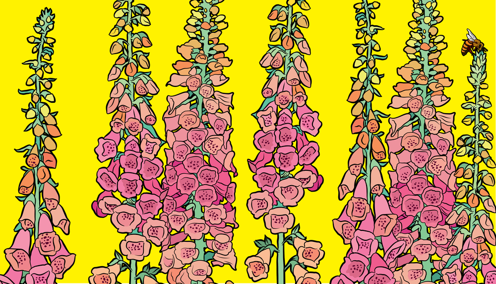 Graphic Rewilding