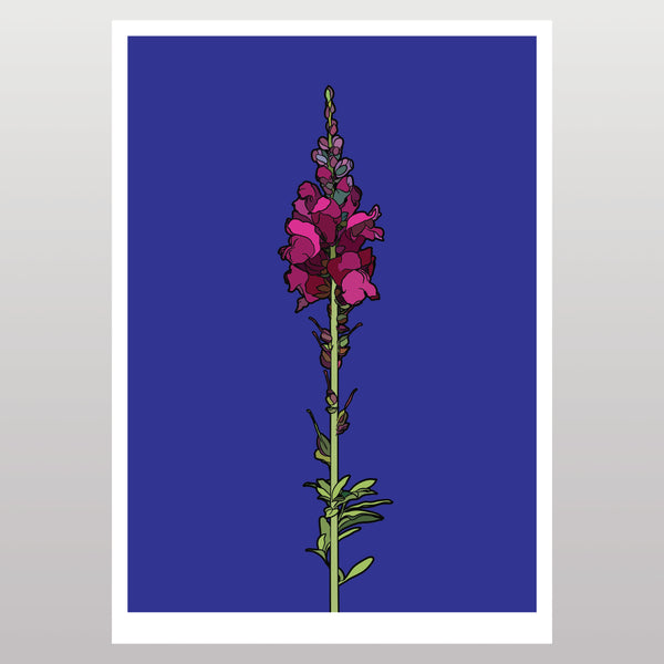 Snap Dragon